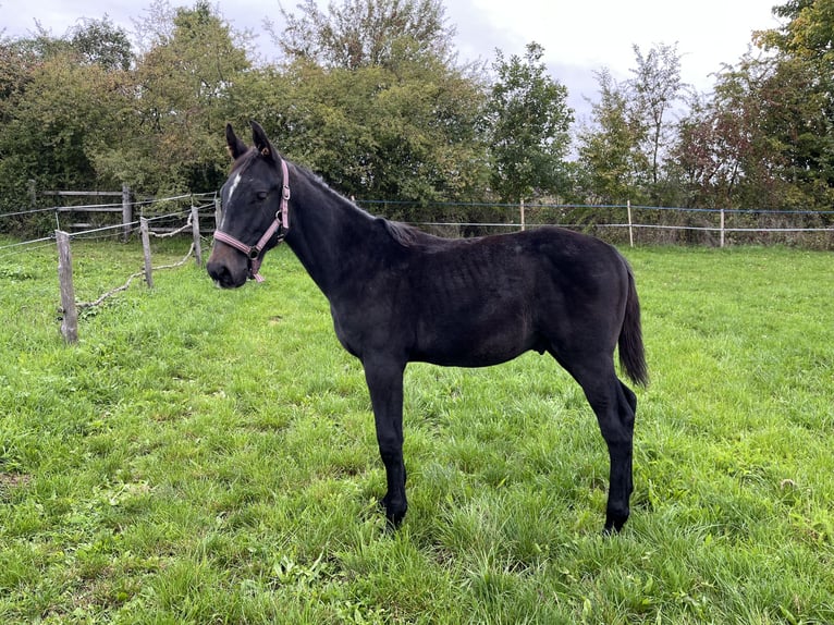 Tschechisches Warmblut Hengst 1 Jahr Kann Schimmel werden in Krsice