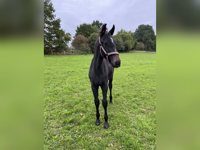 Tschechisches Warmblut Hengst 1 Jahr Kann Schimmel werden in Krsice