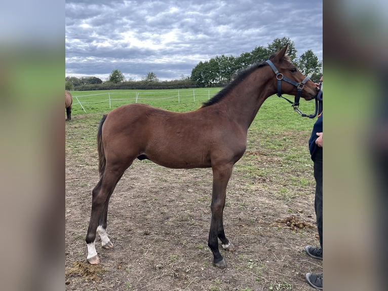 Tschechisches Warmblut Hengst 1 Jahr Rotbrauner in Krsice
