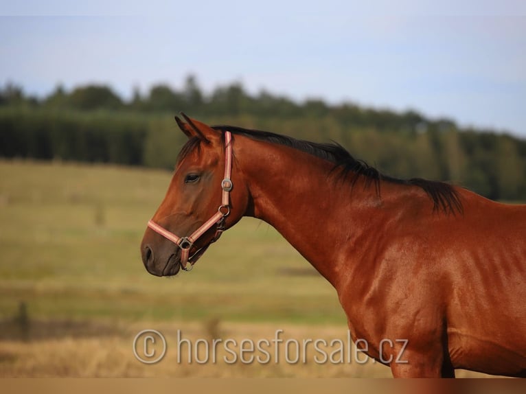 Tschechisches Warmblut Hengst 3 Jahre 164 cm Brauner in Votice