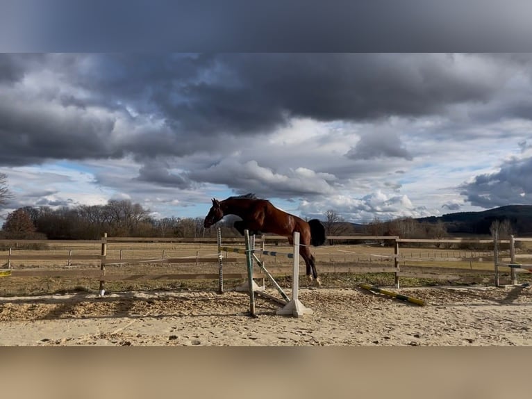 Tschechisches Warmblut Hengst 3 Jahre 170 cm Brauner in Lužice