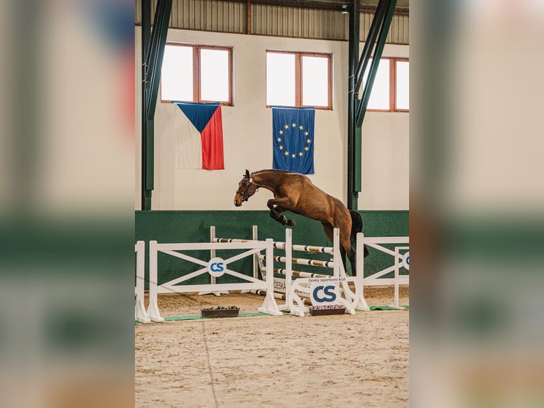 Tschechisches Warmblut Hengst 3 Jahre 170 cm Brauner in Lužice