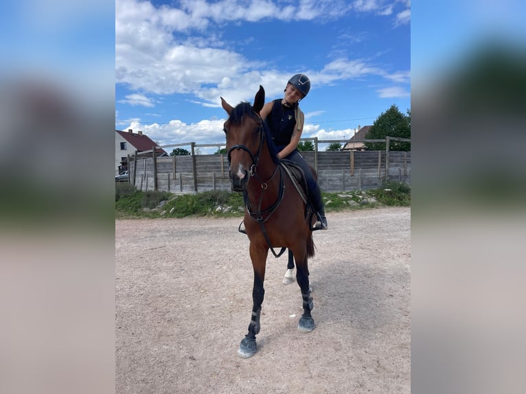 Tschechisches Warmblut Hengst 3 Jahre 170 cm Brauner in Lužice