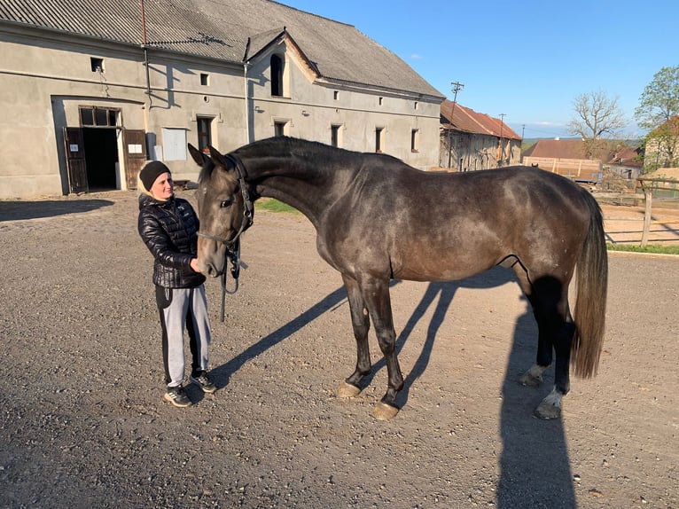 Tschechisches Warmblut Hengst 6 Jahre 165 cm Schimmel in Česká Republika