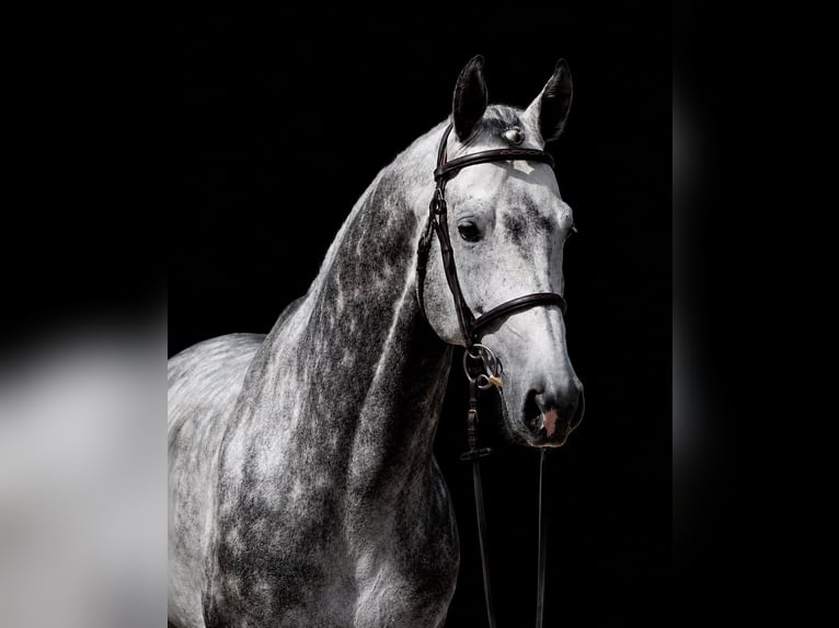 Tschechisches Warmblut Hengst 7 Jahre 169 cm  in Poxdorf