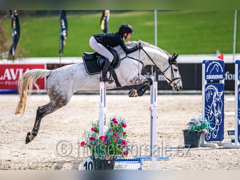 Tschechisches Warmblut Stute 10 Jahre 163 cm Schimmel in Ceske Budejovice