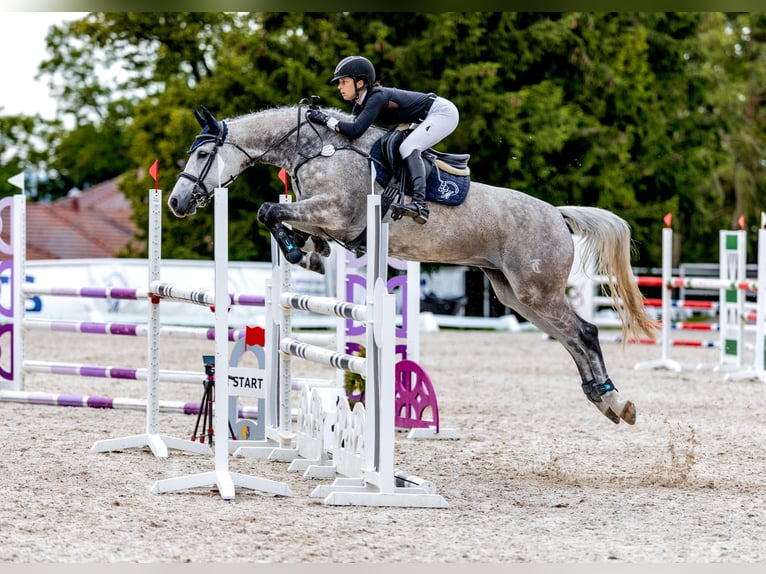 Tschechisches Warmblut Stute 10 Jahre 163 cm Schimmel in Třeboň