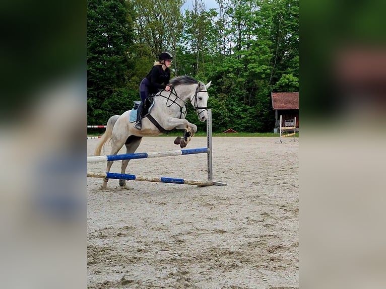 Tschechisches Warmblut Stute 10 Jahre 168 cm Fliegenschimmel in Frauenneuharting