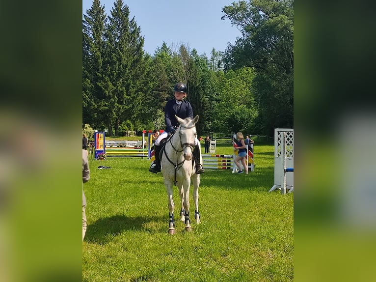 Tschechisches Warmblut Stute 10 Jahre 168 cm Fliegenschimmel in Frauenneuharting