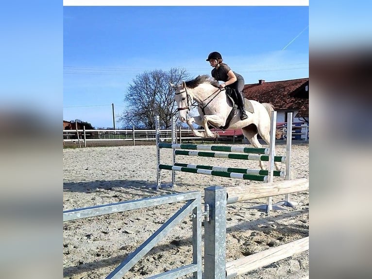Tschechisches Warmblut Stute 10 Jahre 168 cm Fliegenschimmel in Frauenneuharting