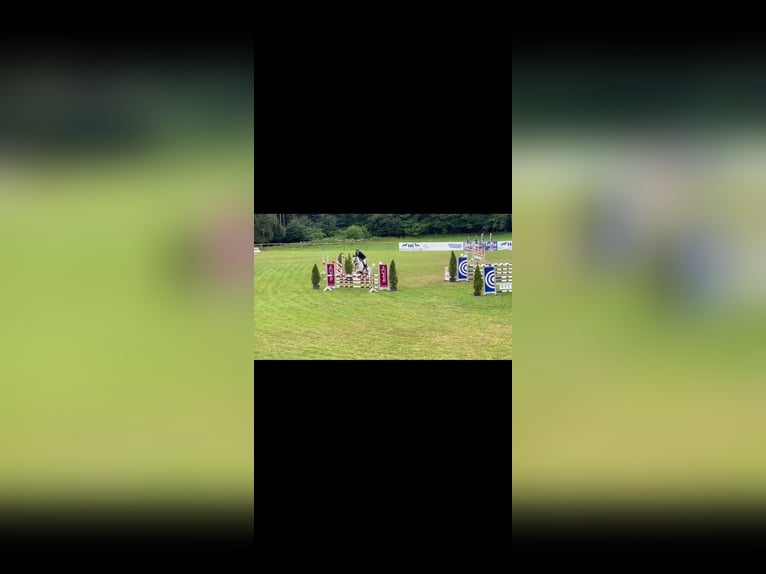 Tschechisches Warmblut Stute 10 Jahre 168 cm Fliegenschimmel in Frauenneuharting