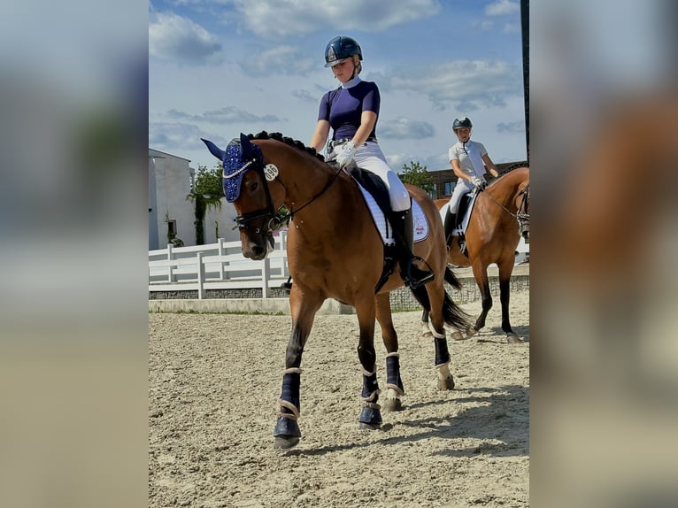 Tschechisches Warmblut Stute 10 Jahre 168 cm Rotbrauner in PRAGUE