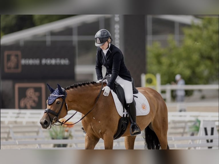 Tschechisches Warmblut Stute 10 Jahre 168 cm Rotbrauner in PRAGUE