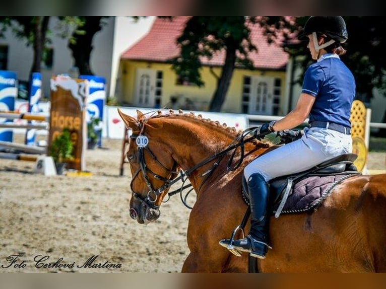 Tschechisches Warmblut Stute 10 Jahre 170 cm Dunkelfuchs in PRIBRAM