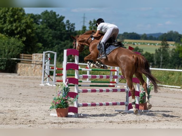 Tschechisches Warmblut Stute 10 Jahre 170 cm Dunkelfuchs in PRIBRAM