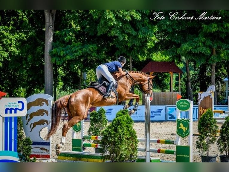 Tschechisches Warmblut Stute 10 Jahre 170 cm Dunkelfuchs in PRIBRAM
