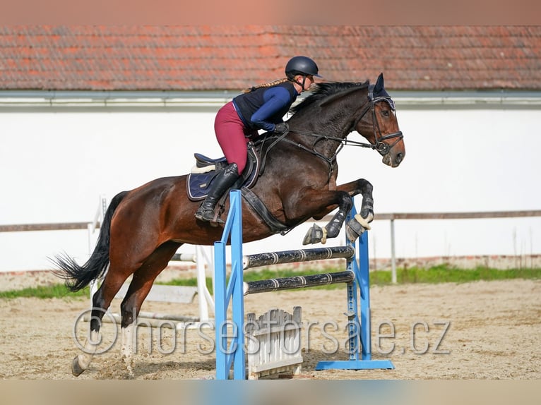 Tschechisches Warmblut Stute 10 Jahre 173 cm Brauner in Ceske Budejovice
