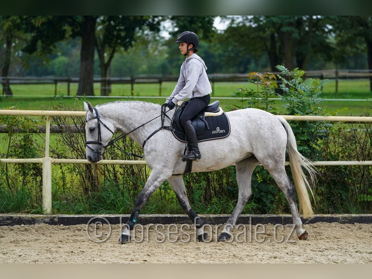 Tschechisches Warmblut Stute 11 Jahre 163 cm Schimmel in Ceske Budejovice