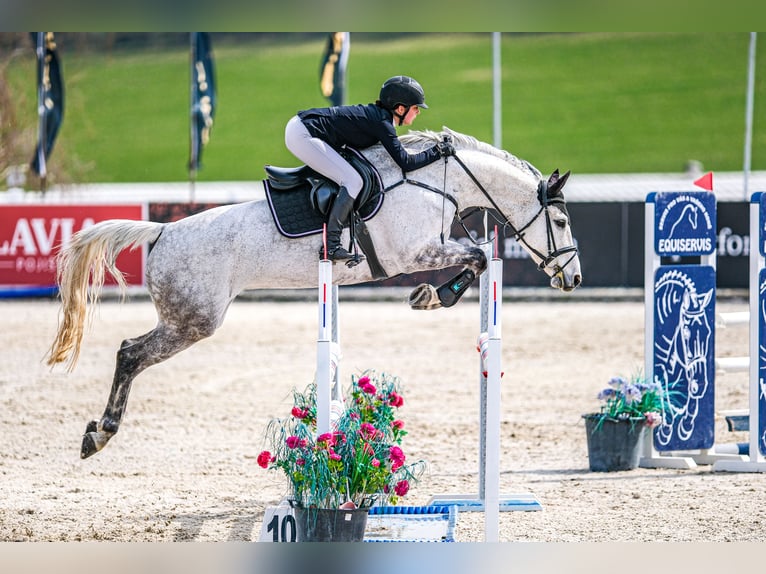 Tschechisches Warmblut Stute 11 Jahre 163 cm Schimmel in Třeboň