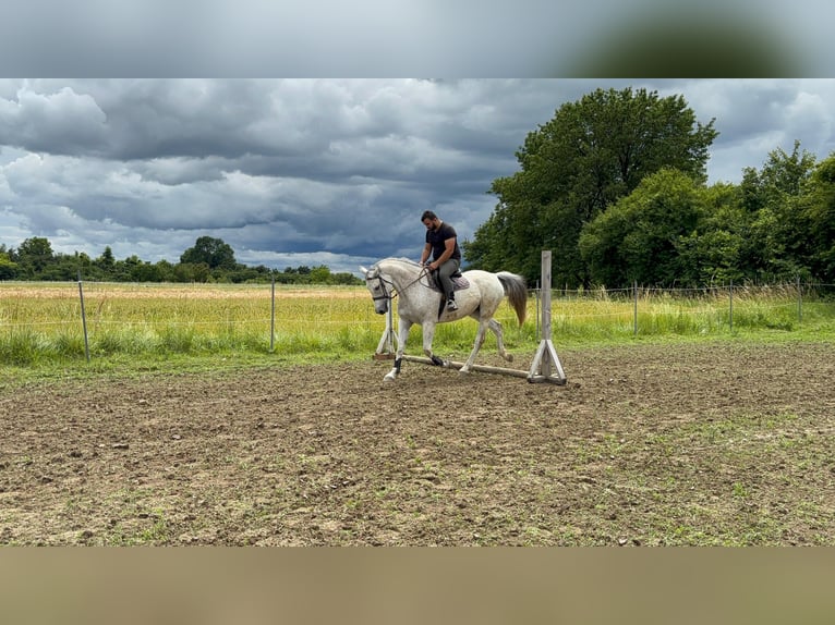 Tschechisches Warmblut Stute 11 Jahre 163 cm White in Zagreb
