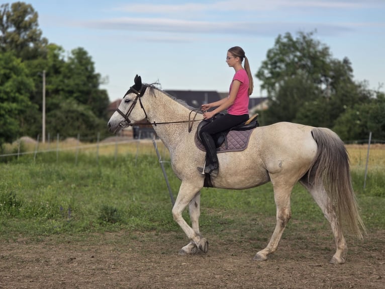 Tschechisches Warmblut Stute 11 Jahre 163 cm White in Zagreb