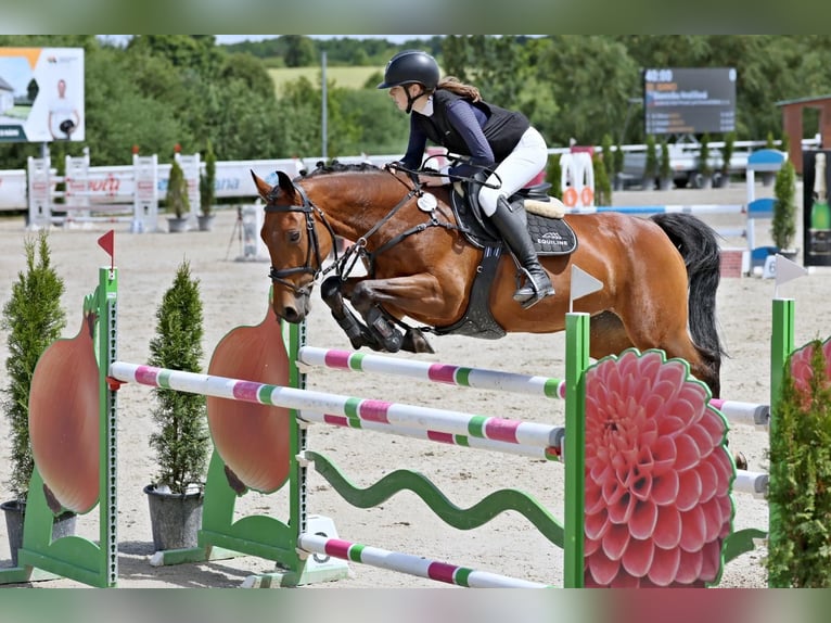 Tschechisches Warmblut Stute 11 Jahre 164 cm Brauner in Česká republika