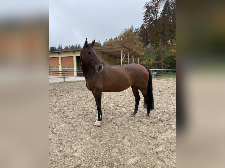 Tschechisches Warmblut Stute 11 Jahre 165 cm Brauner in Albstadt