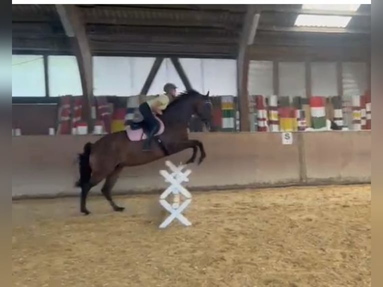 Tschechisches Warmblut Stute 11 Jahre 165 cm Brauner in Albstadt