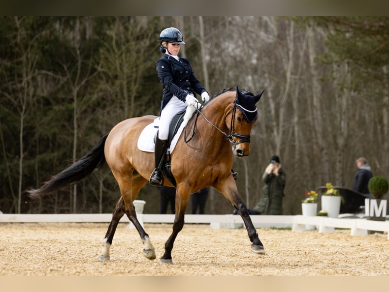 Tschechisches Warmblut Stute 11 Jahre 165 cm Rotbrauner in Prague