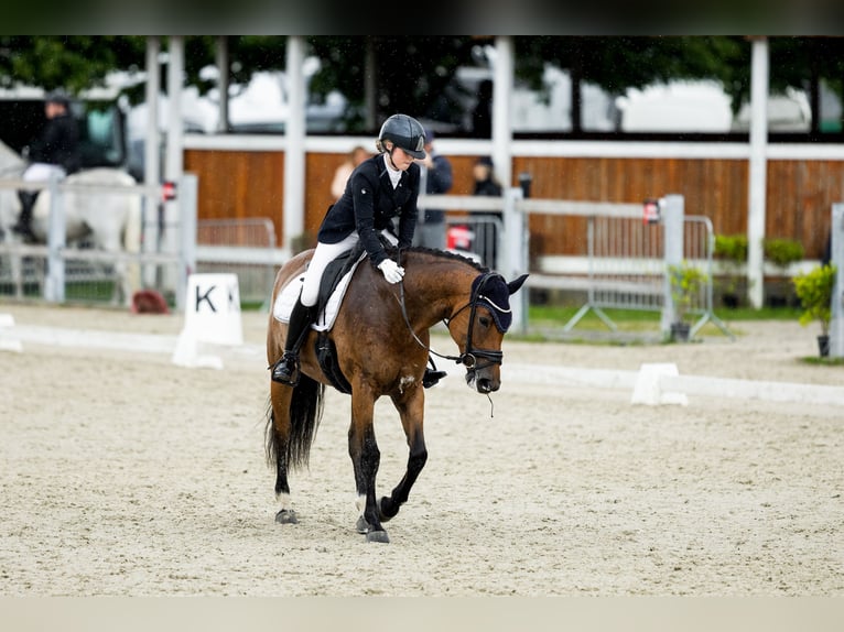 Tschechisches Warmblut Stute 11 Jahre 165 cm Rotbrauner in Prague
