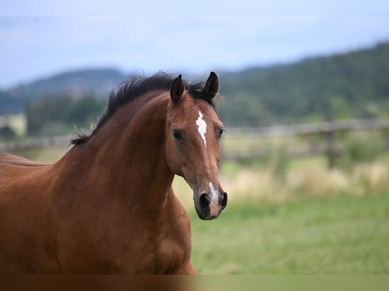 Tschechisches Warmblut Stute 11 Jahre 165 cm Rotbrauner in PRIBRAM