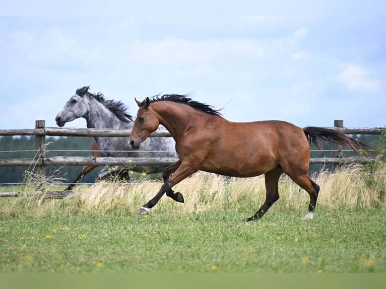 Tschechisches Warmblut Stute 11 Jahre 165 cm Rotbrauner in PRIBRAM