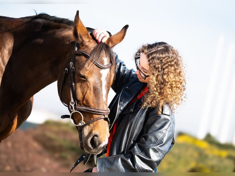 Tschechisches Warmblut Stute 11 Jahre 166 cm Brauner in Michalowice