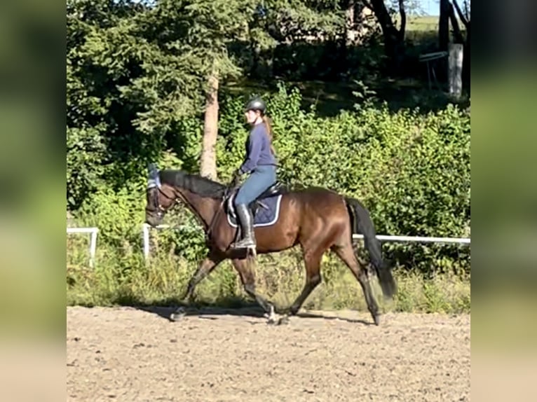 Tschechisches Warmblut Stute 11 Jahre 168 cm Brauner in Pelmberg