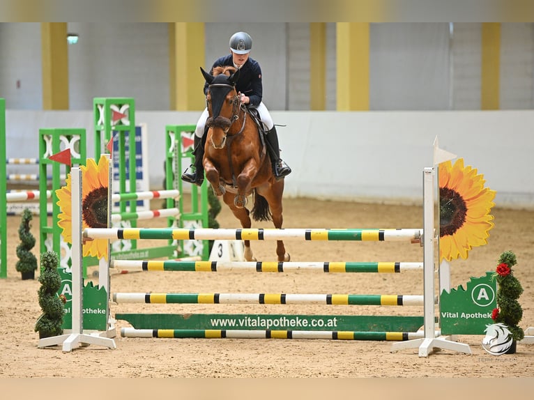 Tschechisches Warmblut Stute 11 Jahre 168 cm Fuchs in Kirchberg Thenning