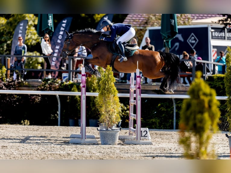 Tschechisches Warmblut Stute 11 Jahre 168 cm Rotbrauner in Prague