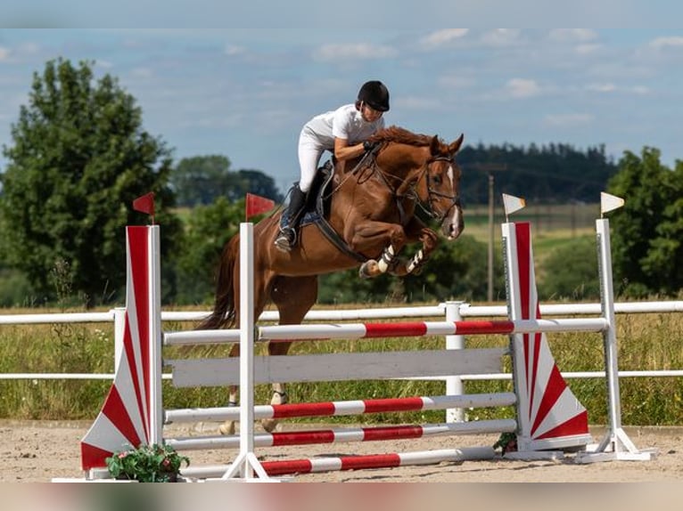 Tschechisches Warmblut Stute 11 Jahre 170 cm Dunkelfuchs in PRIBRAM