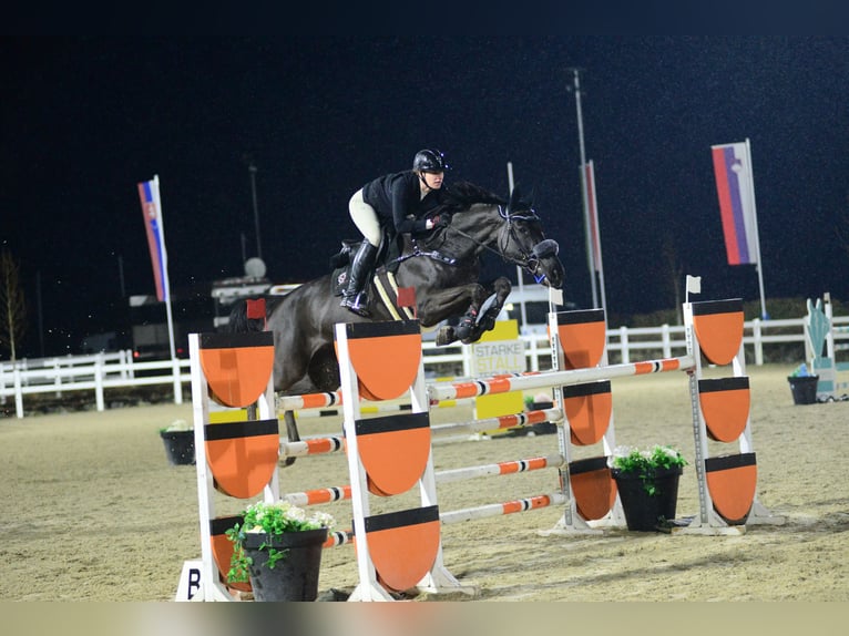 Tschechisches Warmblut Stute 11 Jahre 175 cm Rappe in St.Margarethen bei Knittelfeld