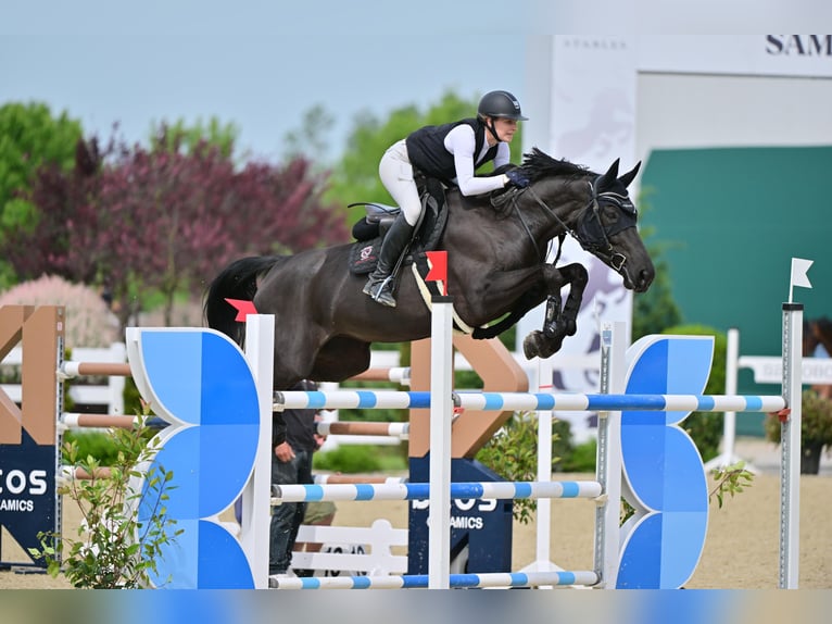 Tschechisches Warmblut Stute 11 Jahre 175 cm Rappe in St.Margarethen bei Knittelfeld
