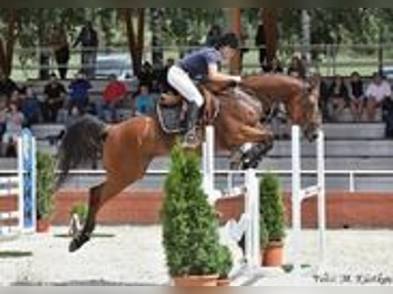 Tschechisches Warmblut Stute 12 Jahre 165 cm Rotbrauner in PRIBRAM