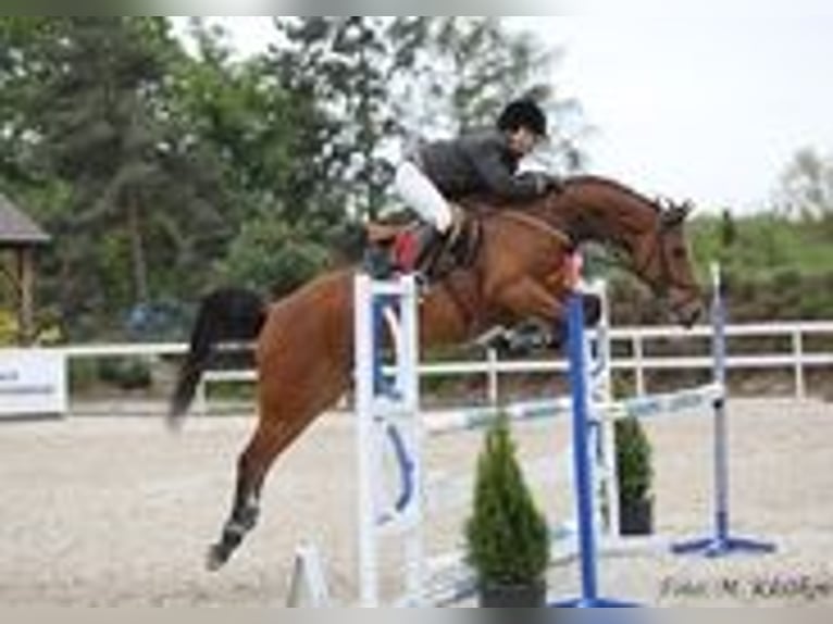 Tschechisches Warmblut Stute 12 Jahre 165 cm Rotbrauner in PRIBRAM