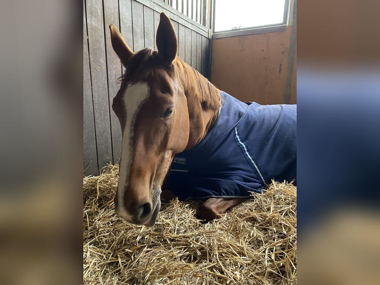 Tschechisches Warmblut Stute 12 Jahre 168 cm Fuchs in Humlikon
