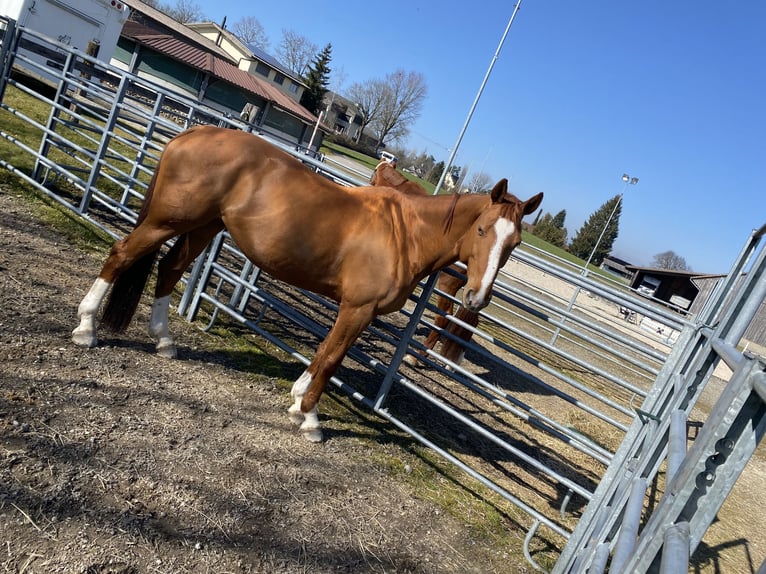 Tschechisches Warmblut Stute 12 Jahre 168 cm Fuchs in Humlikon