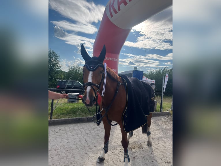 Tschechisches Warmblut Stute 12 Jahre 168 cm Fuchs in Humlikon