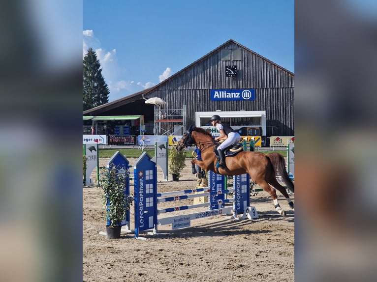Tschechisches Warmblut Stute 12 Jahre 168 cm Fuchs in Humlikon
