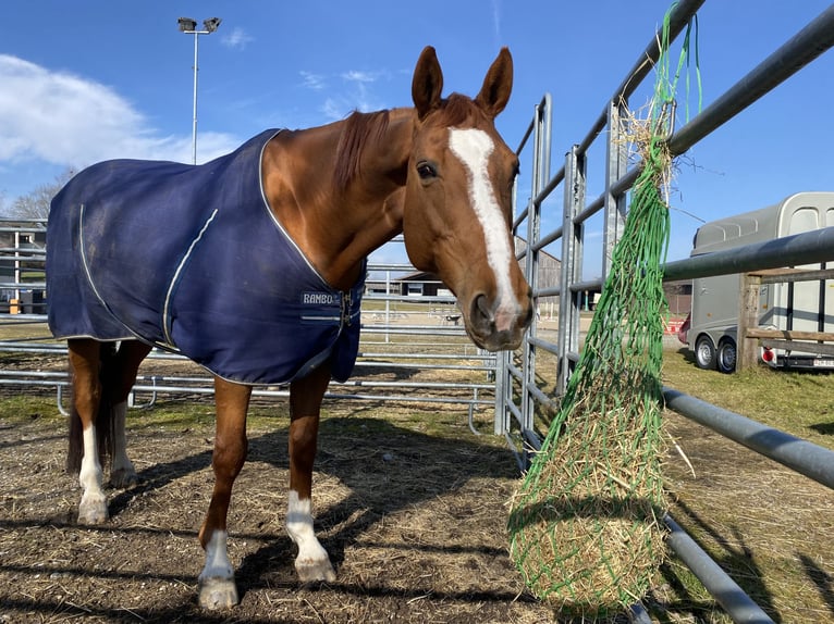 Tschechisches Warmblut Stute 12 Jahre 168 cm Fuchs in Humlikon