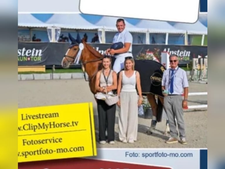 Tschechisches Warmblut Stute 12 Jahre 168 cm Fuchs in Humlikon