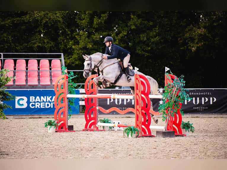 Tschechisches Warmblut Stute 12 Jahre 168 cm Schimmel in Mladá Boleslav