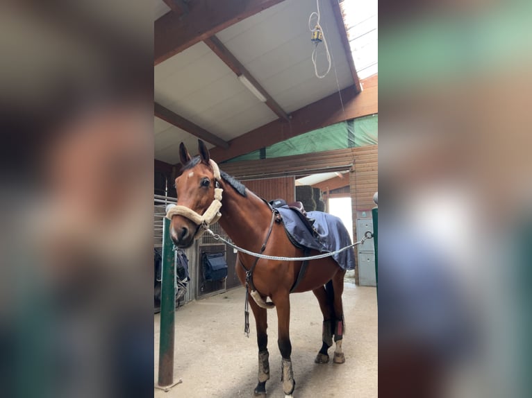 Tschechisches Warmblut Stute 12 Jahre 170 cm Brauner in Sauerlach