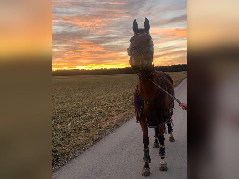 Tschechisches Warmblut Stute 12 Jahre 170 cm Brauner in Sauerlach